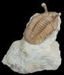 Stalked Eyed Asaphus Trilobite - #6464-6